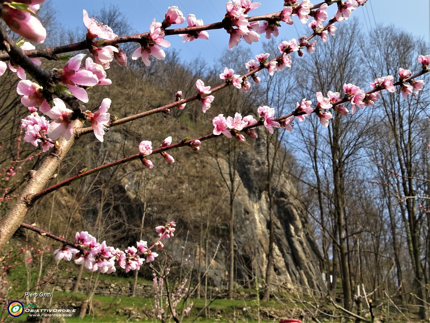 17 Fiori di pesco un mese fa per le falesie .JPG